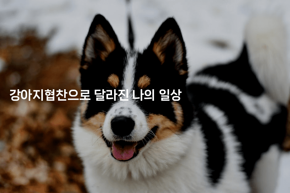 강아지협찬으로 달라진 나의 일상2-셀러뷰